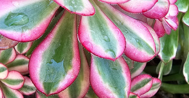 Close-up of vibrant rosette-shaped Aeonium succulent with thick leaves, illustrating Aeonium care tips.