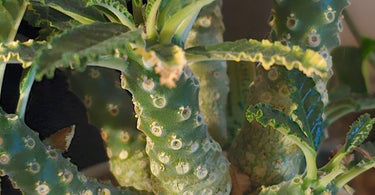 Close-up of a caudiciform plant with a bulbous, swollen base showcasing unique water-storing adaptation.