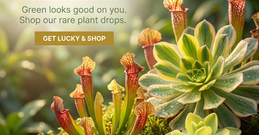 Green succulents and cactus plants for St. Patrick’s Day home decor and lucky plant collection
