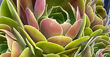 Close-up of a succulent plant showing common succulent problems like mushy and yellowing leaves from overwatering and root rot.