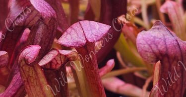 Close-up of a vibrant Venus flytrap carnivorous plant with open traps ready to catch insects.