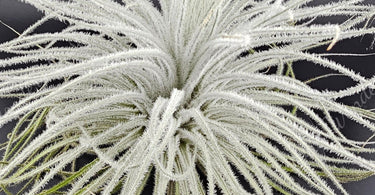 Tillandsia Tectorum Ecuador air plant with fuzzy silvery-white trichomes thriving in bright indirect light