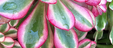 Close-up of vibrant rosette-shaped Aeonium succulent with thick leaves, illustrating Aeonium care tips.