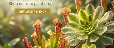 Green succulents and cactus plants for St. Patrick’s Day home decor and lucky plant collection