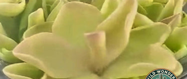 Close-up of a green butterwort carnivorous plant with sticky leaves for pest control, ideal for beginner care
