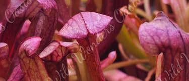 Close-up of a vibrant Venus flytrap carnivorous plant with open traps ready to catch insects.
