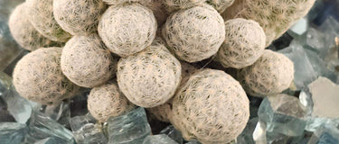 Close-up of a healthy cactus plant illustrating key tips from Cactus Care 101 guide