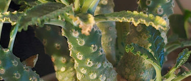 Close-up of a caudiciform plant with a bulbous, swollen base showcasing unique water-storing adaptation.