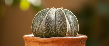 Astrophytum Care Guide: The Star Cactus That's Literally Shaped Like a Star (Overachiever Alert)