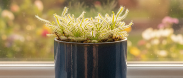 Close-up of a person repotting a carnivorous plant with nutrient-poor soil in a plastic pot