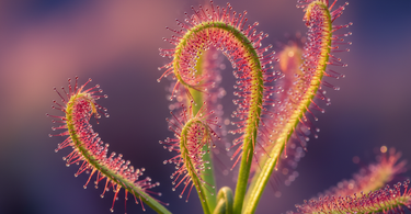 close-up of a sundew plant with no dew droplets on sticky leaves indicating care issues