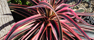 Mangave succulent with spotted leaves in bright sunlight showcasing drought-tolerant hybrid plant features
