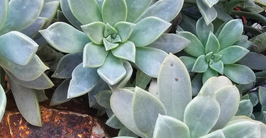 Three Graptopetalum paraguayense ghost plant succulent cuttings with pastel rosette leaves for ghost plant care guide