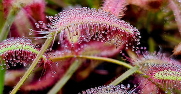 Close-up of a sundew plant with dry, non-sticky tentacles illustrating why my sundew is not sticky and how to fix it fast