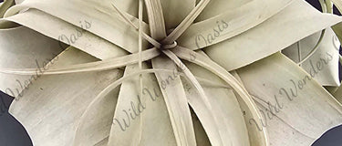 Tillandsia xerographica air plant with curled silvery-green leaves in a rosette shape