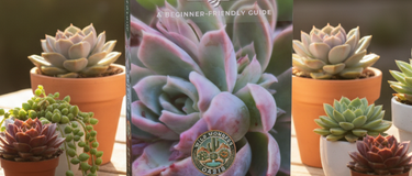 Succulent plant being watered thoroughly using soak and dry method in a terracotta pot
