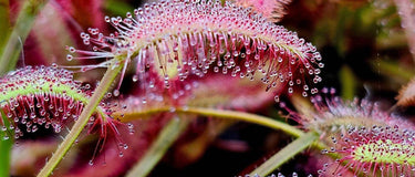 Close-up of a sundew plant with dry, non-sticky tentacles illustrating why my sundew is not sticky and how to fix it fast