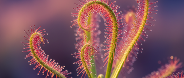 close-up of a sundew plant with no dew droplets on sticky leaves indicating care issues