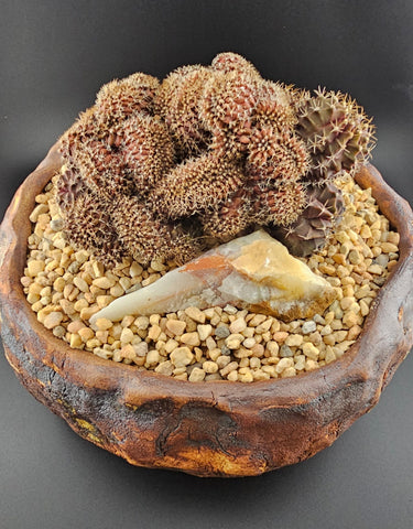 Unusual cactus and succulent plants