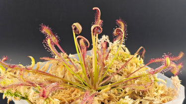 Sticky & savage sundew plant with glistening sticky tentacles catching insects in sunlight