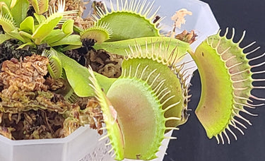 Close-up of a vibrant green Venus Flytrap plant with open snapping traps ready to catch insects