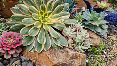 Colorful chubby succulents collection thriving on sunlight, low maintenance and perfect for beginners, the Succulents Squad.