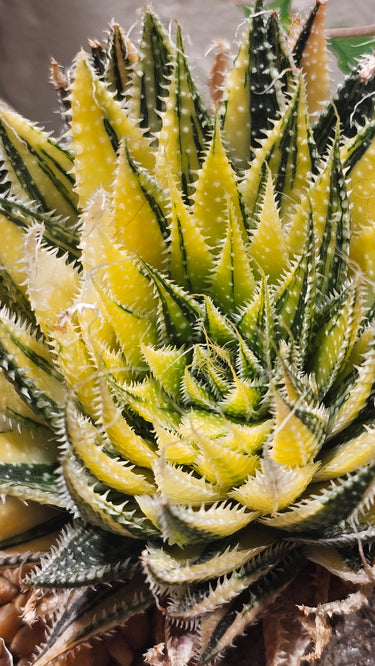 Rare and unique plants featuring rare succulents and lumpy caudiciforms for collectors