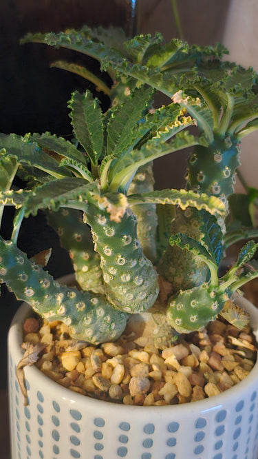 Chunky, funky caudiciform plants with thick trunks and unique shapes full of secret sass