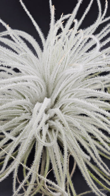 Floaty & Fabulous air plants hanging without soil, vibrant and fuss-free decor
