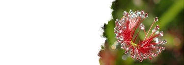 Collection of hand-picked favorite plants including sundews, air plants, and succulents from Wild Wonders Oasis
