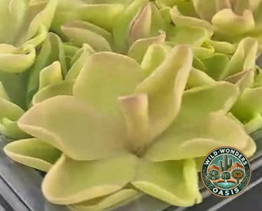 Close-up of a butterwort plant with glossy sticky leaves trapping small gnats, highlighting its role as a natural predator.