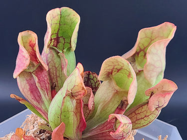 Colorful pitcher plant trapping insects, showcasing Pitcher Perfect Predators in vibrant detail