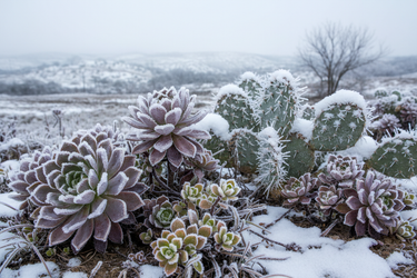 Heat packs protecting succulent plants during winter shipping for frost protection