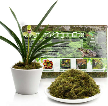 Transform Your Greenery and Reptilian Retreats with Our Luxurious Sphagnum Sponges – The Ultimate Moisture Magic for Plants and Pets!