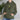 Cozy No Apologies hooded sweatshirt with caudex plant design, eco-friendly and oversized for plant lovers and hikers