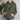 Cozy No Apologies hooded sweatshirt with caudex plant design, eco-friendly and oversized for plant lovers and hikers