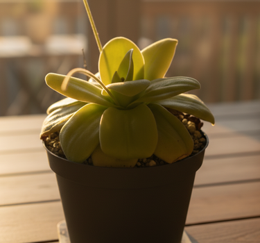 Pinguicula Gigantea giant butterwort with large glossy sticky leaves and purple flowers