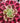 Aeonium ‘Ballet’ succulent cutting with soft green and blush-pink variegated rosette