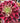 Aeonium ‘Ballet’ succulent cutting with soft green and blush-pink variegated rosette and symmetrical swirl pattern
