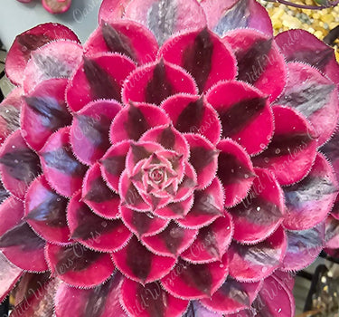 Aeonium ‘Black Copper Vase’ succulent cutting with dark burgundy and metallic copper tones in a vase-shaped rosette