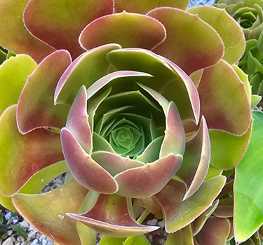 Aeonium Blushing Beauty succulent cuttings with rosy-red tips and soft green centers, ready to root and brighten your garden.