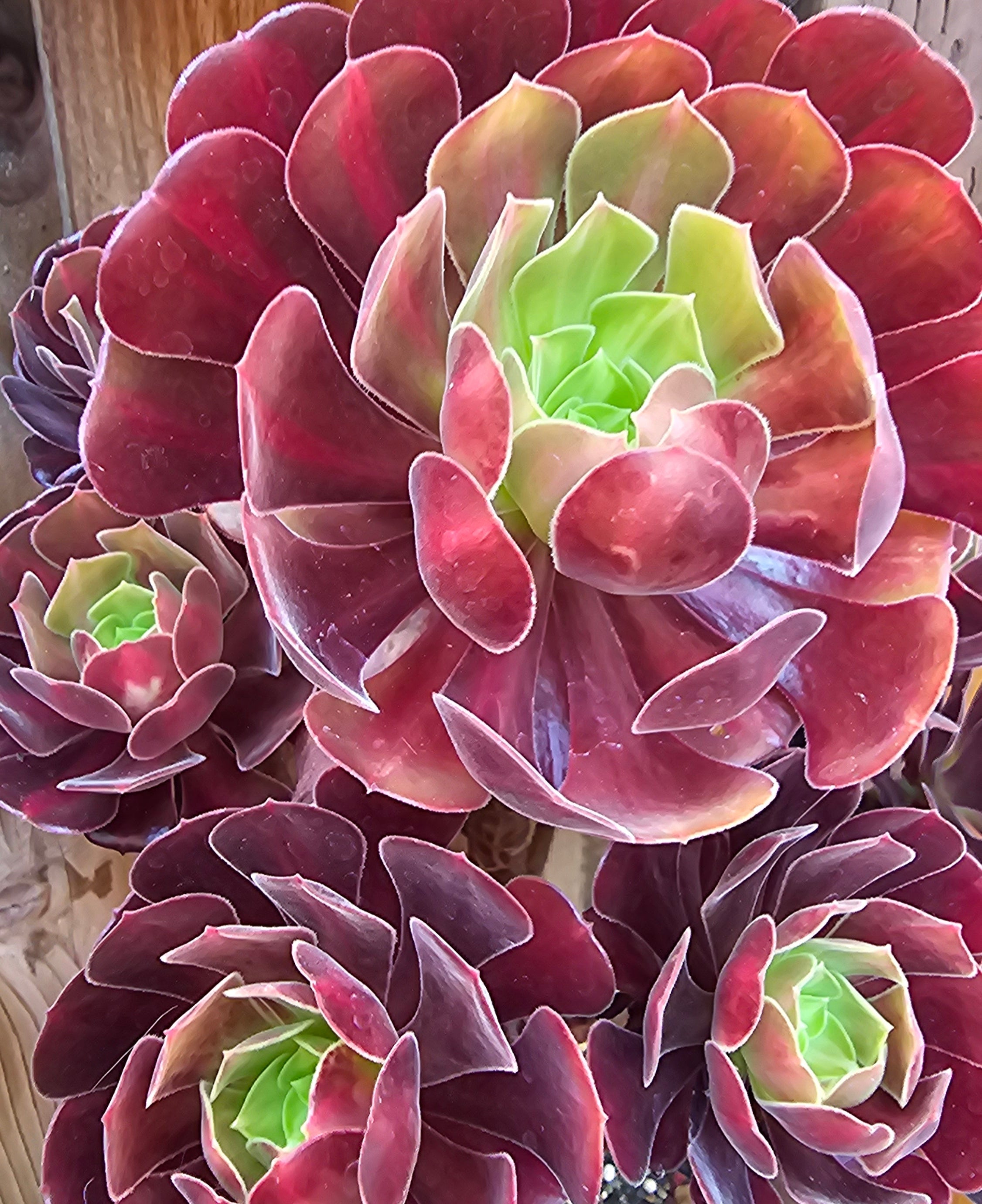 kilimanjaro succulent ️ Aeonium Kilimanjaro Cuttings – The Bold Climber of The Succulent World ️- 2 Cuttings