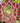 Aeonium ‘Red Sunset’ cutting with fiery coral, green, and gold rosette colors resembling a sunset glow