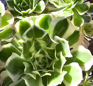 Aeonium ‘River Stone’ succulent cutting with muted green, cream, and lavender rosette leaves