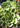 Aeonium ‘River Stone’ succulent cutting with muted green, cream, and lavender rosette leaves