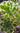 Aeonium ‘River Stone’ cutting with muted green, cream, and lavender rosette colors against a white background