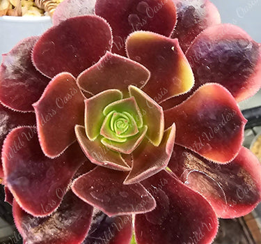 Close-up of Aeonium ‘Super Bang’ succulent cutting with colorful rosette leaves showing bold greens, creamy variegation, and fiery red edges