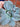 Agave Parryi Truncata compact blue succulent with stacked rosettes in full sun