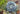 Close-up of Agave Parryi Truncata succulent with blue-green rosettes resembling a desert sculpture
