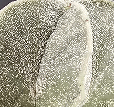 Close-up of Astrophytum Myriostigma cactus with five ribbed shape and white speckles in 2-inch pot